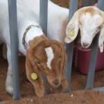 Fair Goats