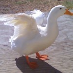 White Mallard Duck